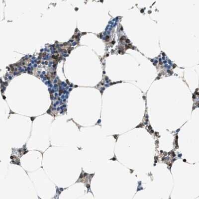 Immunohistochemistry-Paraffin: MYO1G Antibody [NBP1-93704]