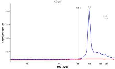 Simple Western: MYO1G Antibody [NBP1-93704]