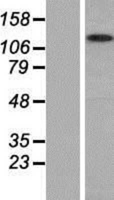 Western Blot: MYO1G Overexpression Lysate [NBP2-05927]