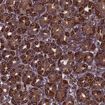 Immunohistochemistry-Paraffin: MYO1H Antibody [NBP1-81945]