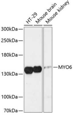 Western Blot: MYO6 AntibodyAzide and BSA Free [NBP2-94213]