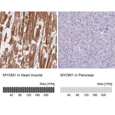 Myom Antibody Nbp Bio Techne