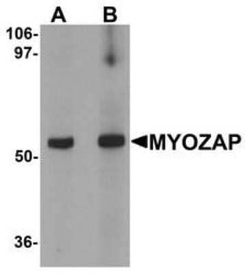 Western Blot: MYOZAP AntibodyBSA Free [NBP1-76547]