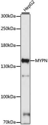 Western Blot: MYPN AntibodyAzide and BSA Free [NBP2-94687]