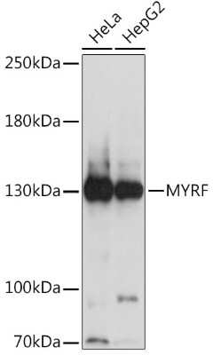 Western Blot: MYRF AntibodyAzide and BSA Free [NBP3-05627]