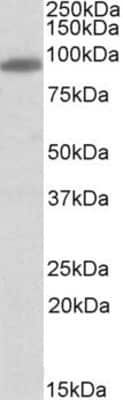 Western Blot: MYRIP Antibody [NB100-1278]