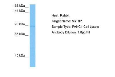 Western Blot: MYRIP Antibody [NBP2-87871]