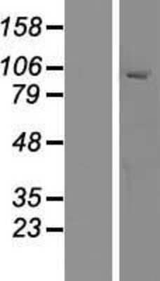 Western Blot: MYRIP Overexpression Lysate [NBP2-07171]