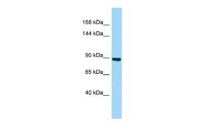 Western Blot: MYSM1 Antibody [NBP2-85353]