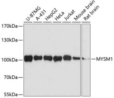 Western Blot: MYSM1 AntibodyAzide and BSA Free [NBP2-95199]