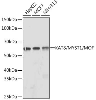 Western Blot: MYST1 Antibody (6U5Z6) [NBP3-16178]