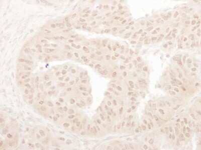 Immunohistochemistry-Paraffin: MYST1 Antibody [NB100-55251]