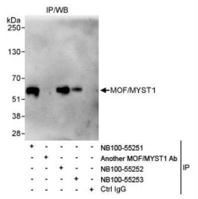 Immunoprecipitation: MYST1 Antibody [NB100-55252]