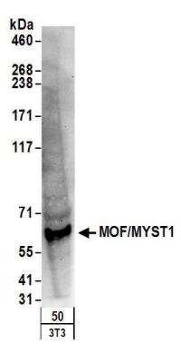 Western Blot: MYST1 Antibody [NB100-55251]
