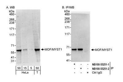 Western Blot: MYST1 Antibody [NB100-55251]