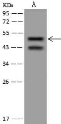 Western Blot: MYST1 Antibody [NBP3-12699]