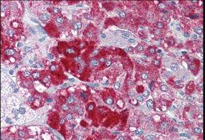 Immunohistochemistry-Paraffin: MYST3 Antibody [NBP1-44049]