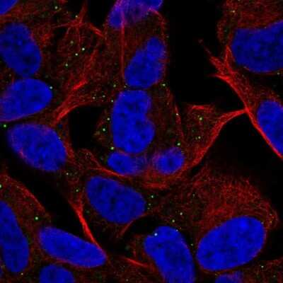 Immunocytochemistry/ Immunofluorescence: MYT1L Antibody [NBP2-68757]