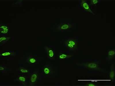 Immunocytochemistry/ Immunofluorescence: MZF1 Antibody (1F7) [H00007593-M04]