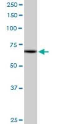 Western Blot: MZF1 Antibody (1F7) [H00007593-M04]