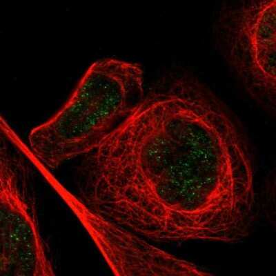 Immunocytochemistry/ Immunofluorescence: MZF1 Antibody [NBP1-82605]