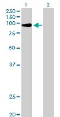 Western Blot: MZF1 Antibody [H00007593-B01P]