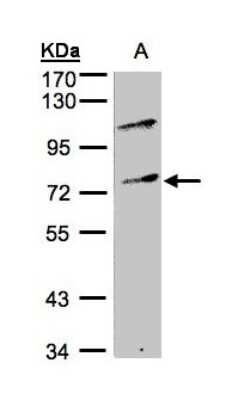 Western Blot: MZF1 Antibody [NBP1-32484]