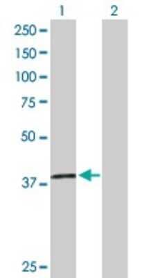 Western Blot: Macro H2A.2 Antibody [H00055506-D01P]