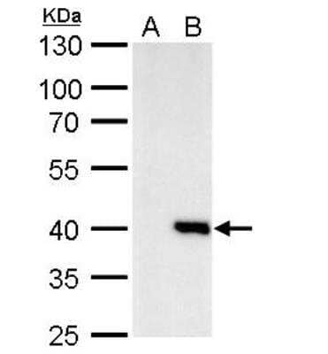 Western Blot: Macro H2A.2 Antibody [NBP2-17196]