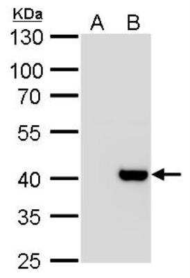 Western Blot: Macro H2A.2 Antibody [NBP2-17197]