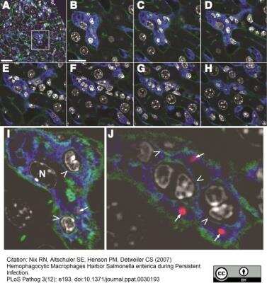 Immunocytochemistry/ Immunofluorescence: Macrophage Antibody (MOMA-2) - BSA Free [NB100-64946]