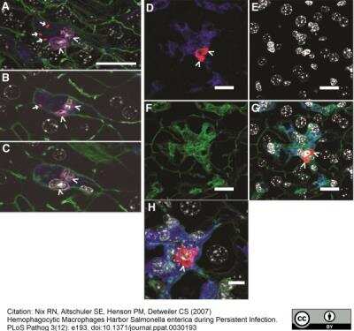 Immunocytochemistry/ Immunofluorescence: Macrophage Antibody (MOMA-2) - BSA Free [NB100-64946]