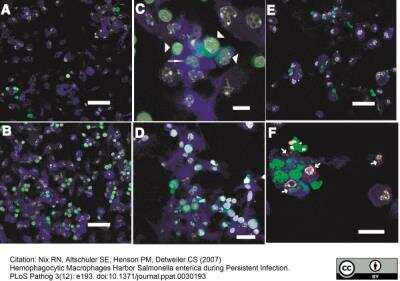 Immunocytochemistry/ Immunofluorescence: Macrophage Antibody (MOMA-2) - BSA Free [NB100-64946]