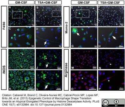 Immunocytochemistry/ Immunofluorescence: Macrophage Antibody (MOMA-2) - BSA Free [NB100-64946]