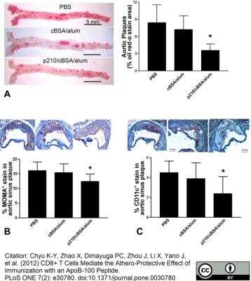 Immunohistochemistry: Macrophage Antibody (MOMA-2) - BSA Free [NB100-64946]