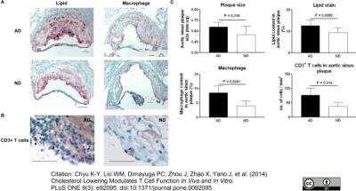 Immunohistochemistry: Macrophage Antibody (MOMA-2) - BSA Free [NB100-64946]