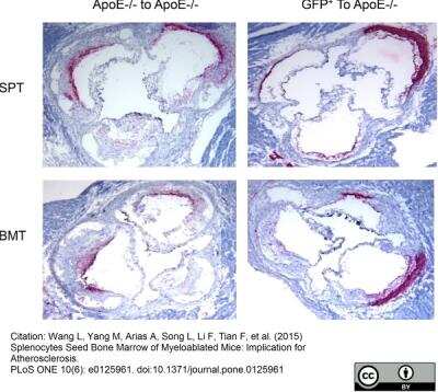 Immunohistochemistry: Macrophage Antibody (MOMA-2) - BSA Free [NB100-64946]