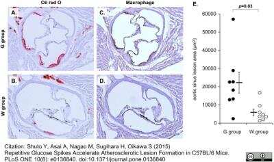 Immunohistochemistry: Macrophage Antibody (MOMA-2) - BSA Free [NB100-64946]