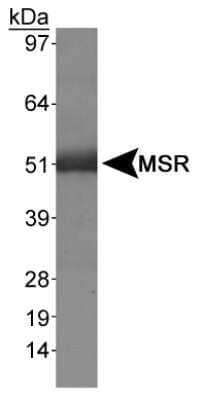 Western Blot: SR-AI/MSR Antibody [NB400-159]