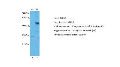 Western Blot: Mad Antibody [NBP2-85249]