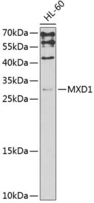 Western Blot: Mad AntibodyAzide and BSA Free [NBP3-03368]