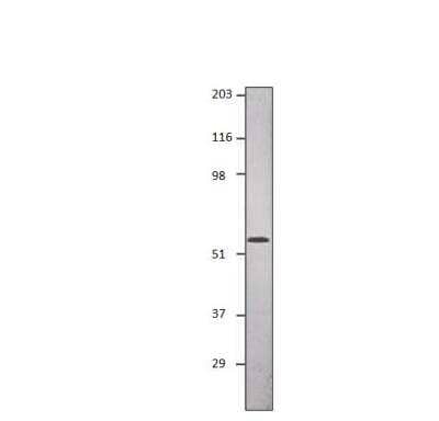 Western Blot: Mad Antibody [NBP3-12402]