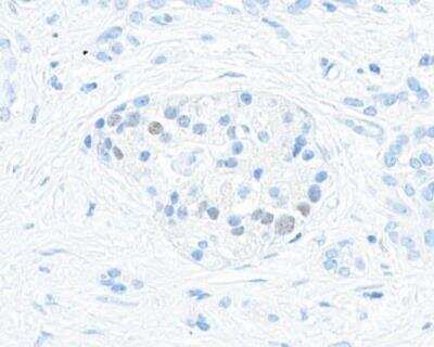 Immunohistochemistry-Paraffin: MafA Antibody (BLR067G) [NBP2-78707]