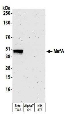 Western Blot: MafA Antibody (BLR067G) [NBP2-78707]