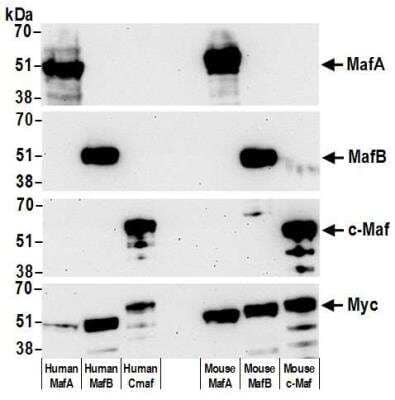 Western Blot: MafA Antibody (BLR067G) [NBP2-78707]