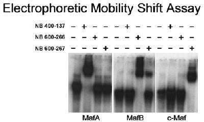 Gel Super Shift Assays: MafA Antibody [NB400-137]