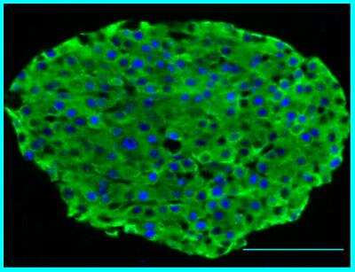 Immunohistochemistry-Paraffin: MafA Antibody [NB400-137]