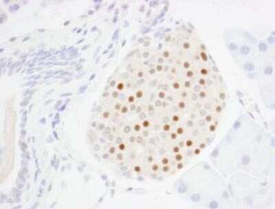 Immunohistochemistry-Paraffin: MafA Antibody [NBP1-00121]