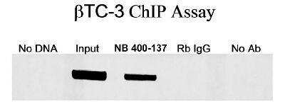 Western Blot: MafA Antibody [NB400-137]