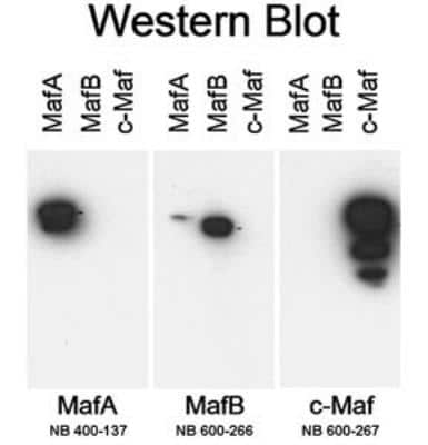 Western Blot: MafA Antibody [NB400-137]